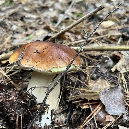 Za Dubem シャレー