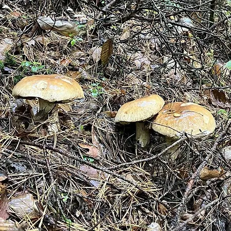 Za Dubem * Všelibice