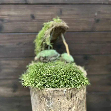 シャレー Za Dubem Všelibice